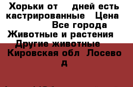   Хорьки от 35 дней есть кастрированные › Цена ­ 2 000 - Все города Животные и растения » Другие животные   . Кировская обл.,Лосево д.